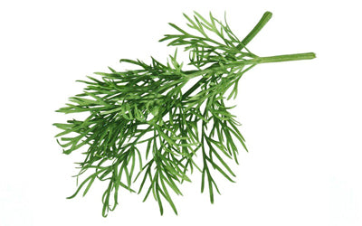 Dill